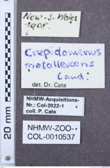 Etikette zu Crepidomenus metallescens (NHMW-ZOO-COL-0010537)